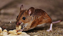 24 Hour & Emergency Exterminators in North Benton, OH